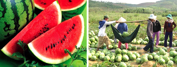 Watermelon in Vietnam