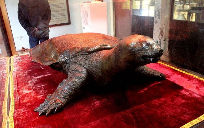 the-vietnamese-tortoise-at-the-mountain-of-jade-hanoi-vietnam