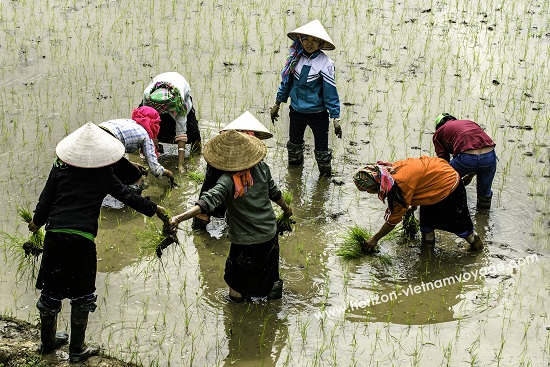rice cultivation in mai chau