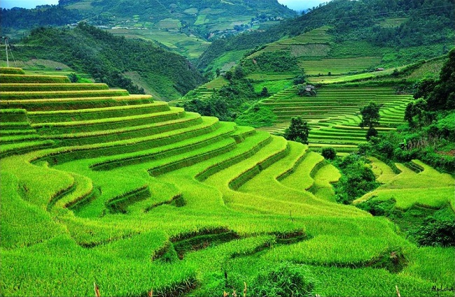 Rice terraces in Sapa