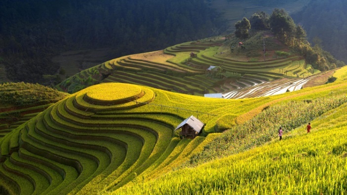 beautiful-rice-field-of-mu-cang-chai-vietnam