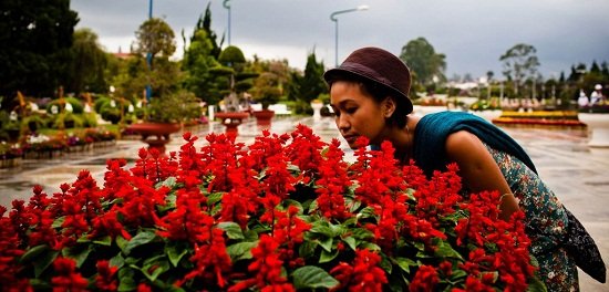 fleurs-dalat