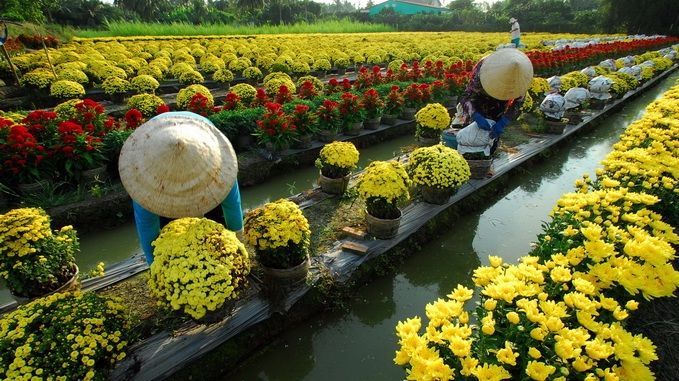 very-beautiful-picture-of-city-of-sa-dec-vietnam-flower-market