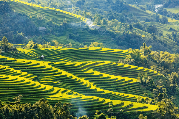 hoang su phi rice terraces vietnam