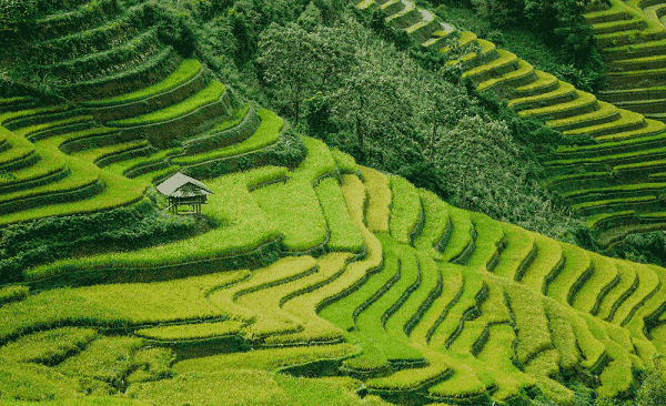 sapa-riziere-en-terrasse-vietnam