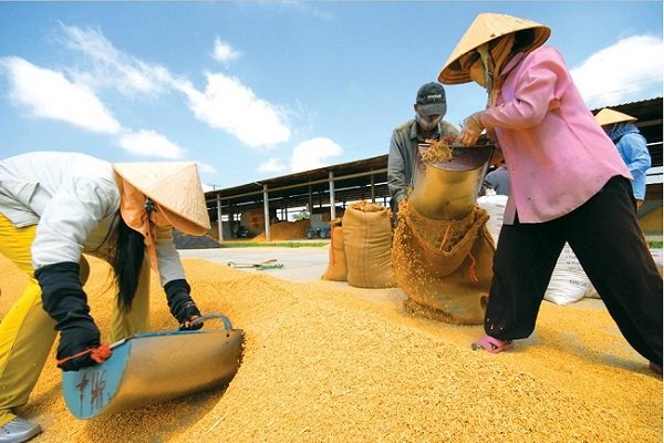 mekong delta rice granary of vietnam