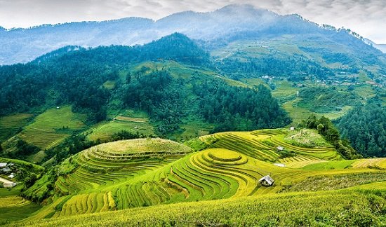 Mu Cang Chai rice field