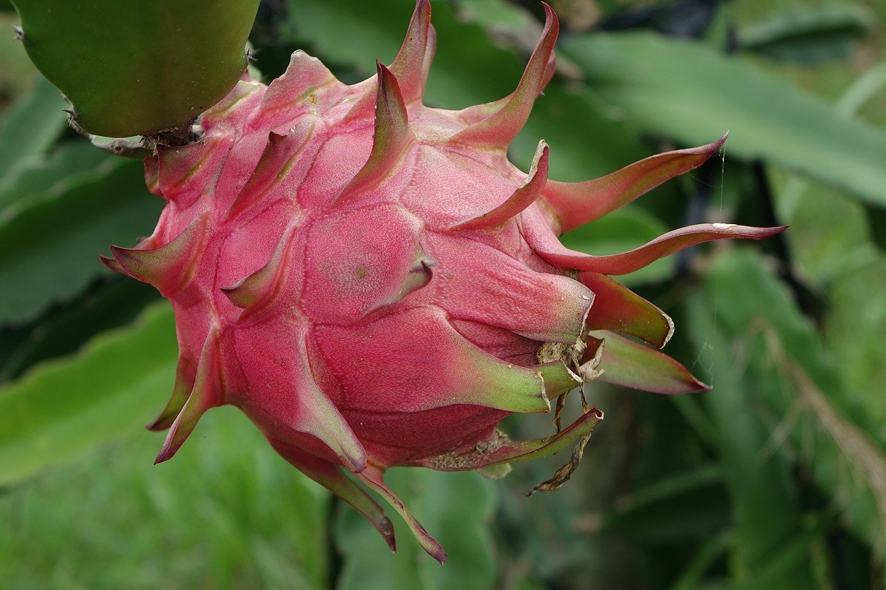 dragonfruit of vietnam