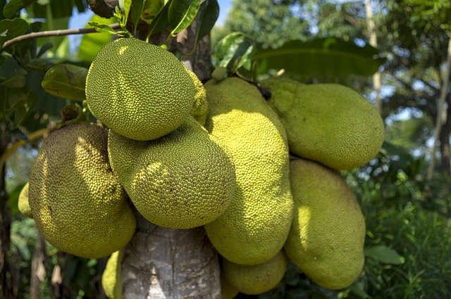 Jackfruit of vietnam