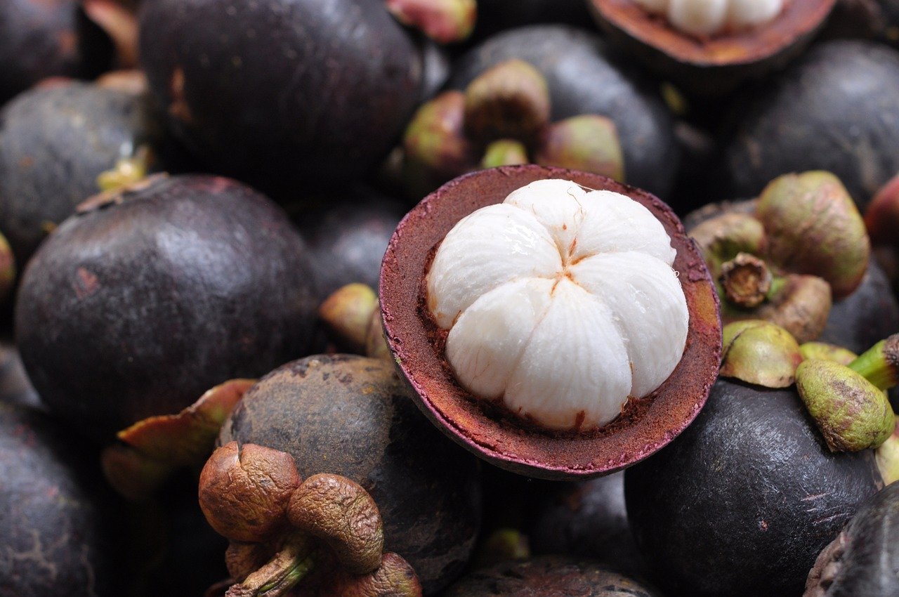 mangosteen of vietnam