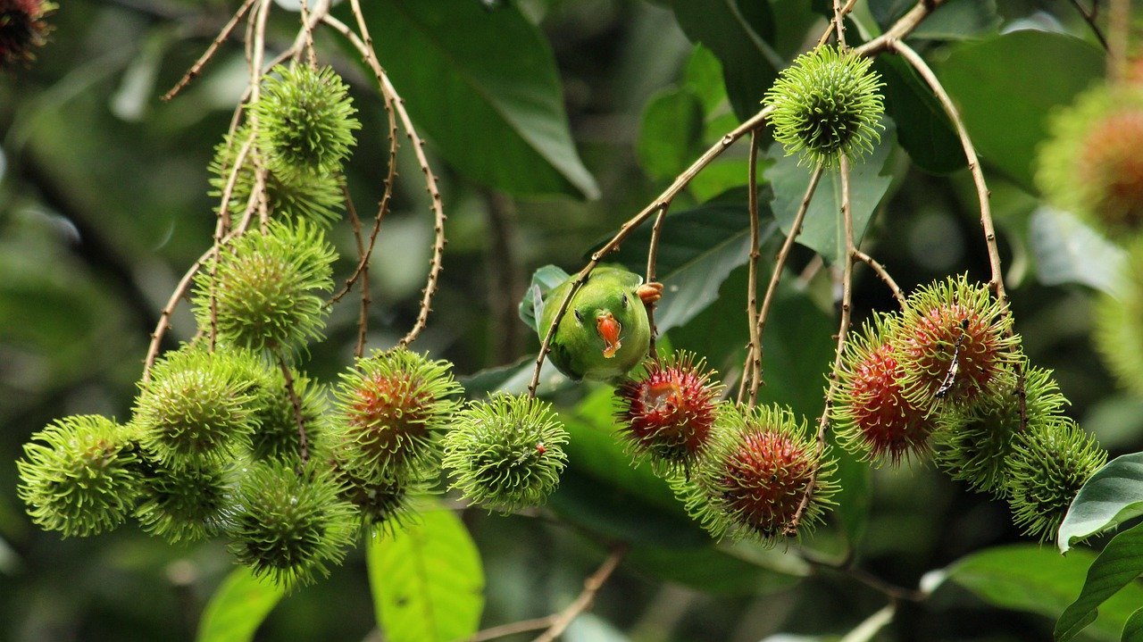 rambutan of Vietnam