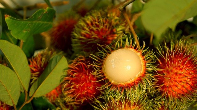 rambutan Vietnam