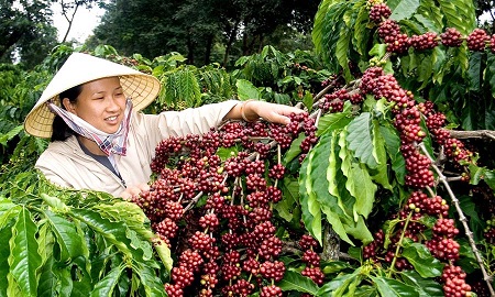 coffee harvest in Vietnam