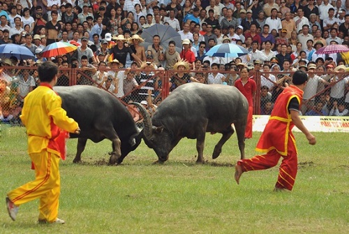 Buffaloes fight in the festival in Vietnam