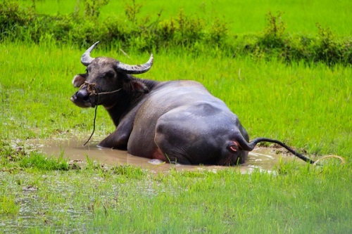 Vietnamse buffalo bathes in the field