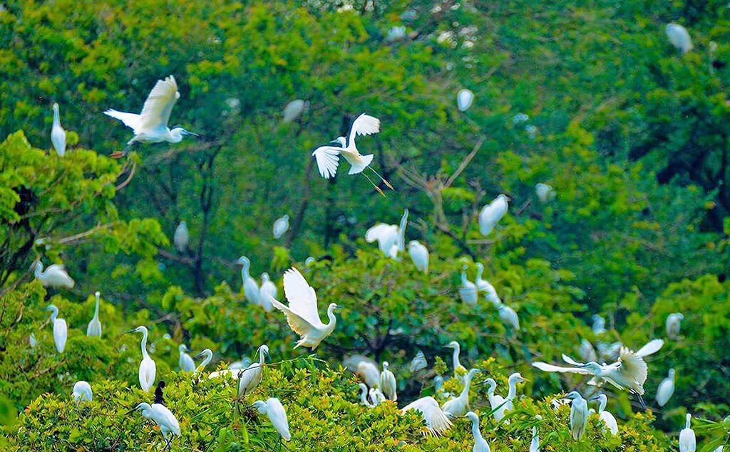 White storks in Tan Long Garden