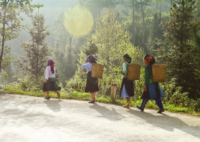 Blue hmong vietnam sapa