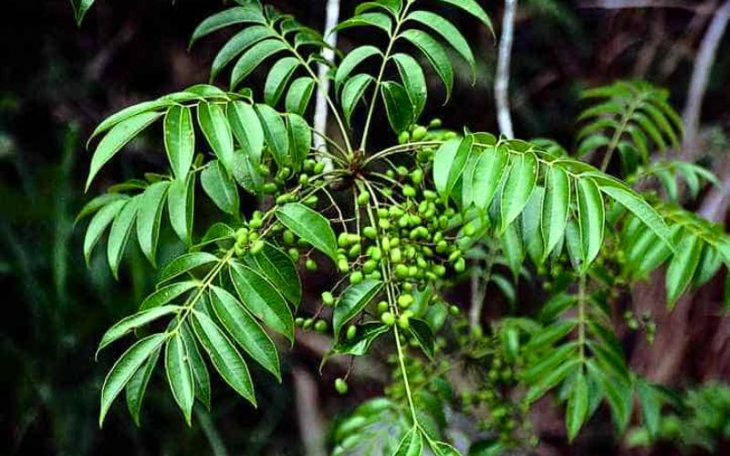 À l’origine, cet îlot abritait une grande quantité d’arbres à laque