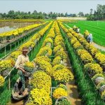 vinh long