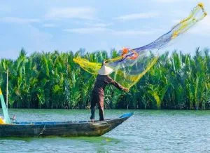 Bay Mau water coconut forest