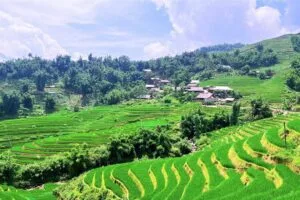 y linh ho lao chai ta van