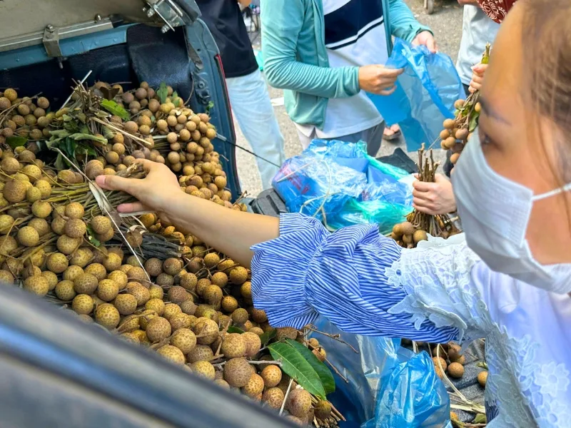 Longans have just been transported directly from Mai Chau to Hanoi to be distributed to patients