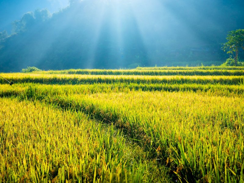 Bac Ha