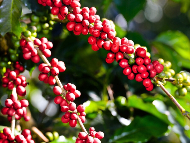 Les grains de Robusta, au parfum intense et à la texture ferme, donnent au café vietnamien sa force légendaire