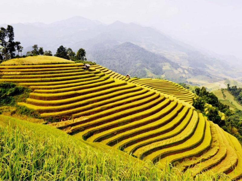 Sapa : cosa fare, cosa vedere e quando partire ? La guida completa del Nord Vietnam