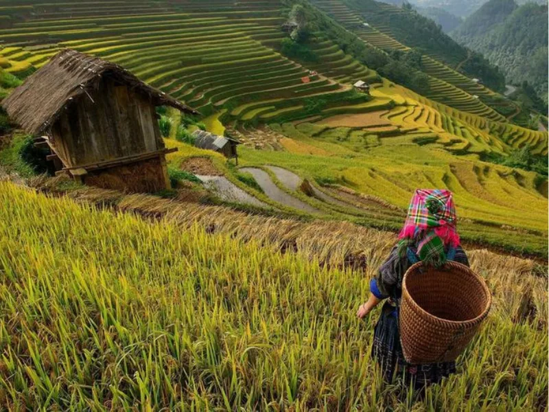 Pu Luong Vietnam: Complete Guide to Discovering the Natural Reserve