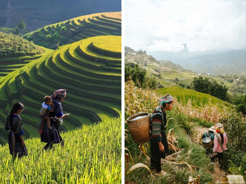 Sapa