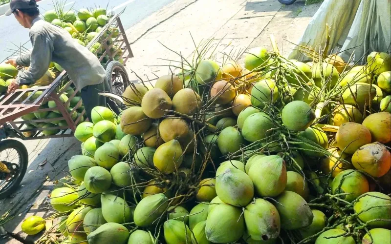 Dua (Coconut), symbol of Vietnamese tropics, source of freshness and natural energy
