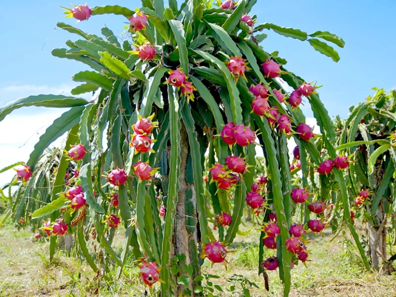 Dragon fruit orchards, laden with ripe fruit, paint a gleaming tropical landscape in Vietnam