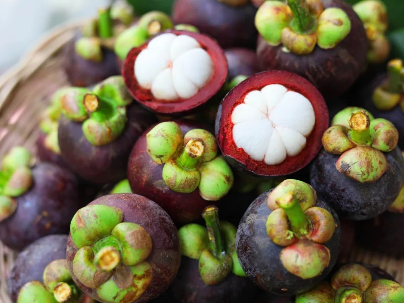Beneath its purple shell, mang cut reveals white flesh with a delicate and refreshing taste