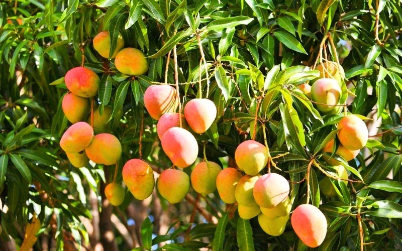 Mango tree in Vietnam, heavily laden with fruit