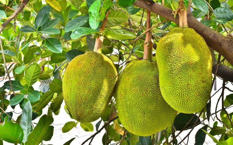 Jackfruit trees in Vietnam offer their giant and fragrant fruits, true tropical treasures