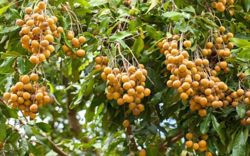 In the sun of northern Vietnam, golden clusters of longan fragrance the orchards: a sweet and aromatic fruit, symbol of Vietnamese summer
