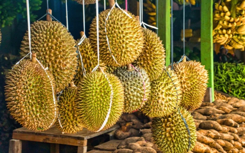 Durian, king of Vietnamese fruits, famous for its powerful aroma and unforgettable taste