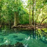 can gio mangrove forest