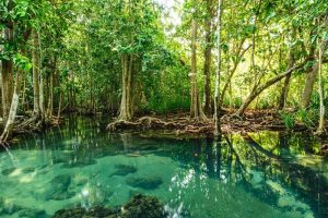 can gio mangrove forest