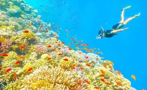 phu quoc Snorkeling